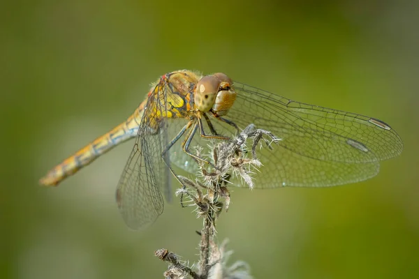 View Common Darter Sympetrum Striolatum Female His Wings Spread Drying — Stock Photo, Image