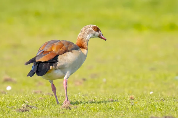 Egyptian Geese Alopochen Aegyptiacus Meadow Native Africa South Sahara Nile — Stock Photo, Image