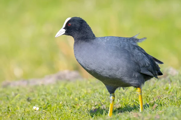 Detailní Záběr Euroasijské Coot Fulica Atra Chůzi Zelené Zemědělské Půdy — Stock fotografie