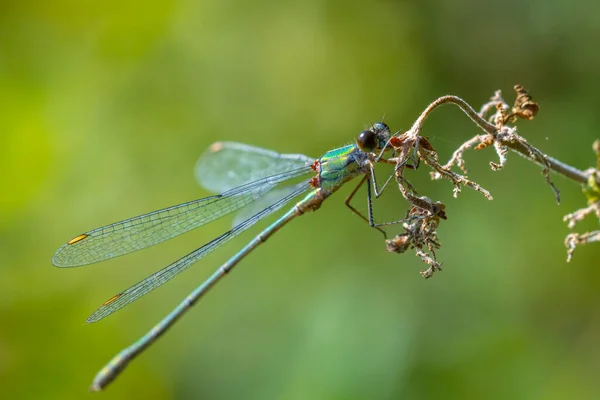 Detalhe Close Uma Donzela Esmeralda Salgueiro Ocidental Chalcolestes Viridis Inseto — Fotografia de Stock