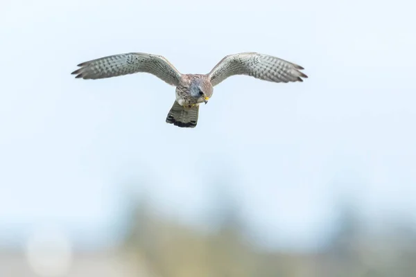 Szoros Portré Egy Női Közönséges Vércséről Falco Tinnunculus Repülés Közben — Stock Fotó