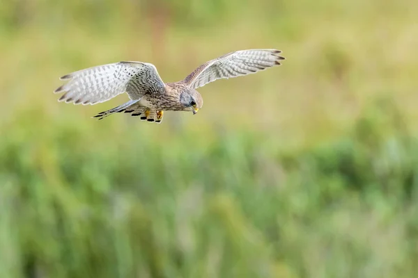 사냥중에 일반적 암컷의 Falco Tinnunculus — 스톡 사진