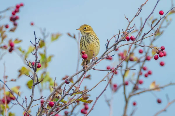 Closeup Song Thrush Turdus Philomelos Bird Singing Tree Red Berries — Stock Photo, Image