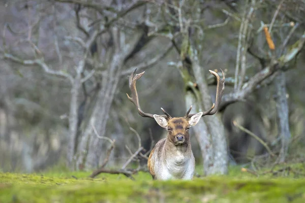 Fallow Deer Dama Dama Male Stag Rutting Season Autumn Sunlight — Stock Photo, Image