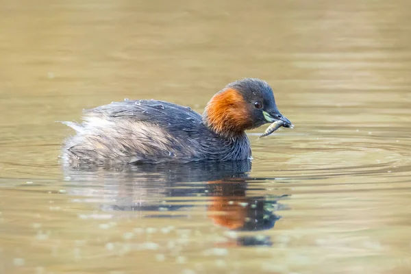 Primer Plano Poco Grasa Tachybaptus Ruficollis Alimentándose Con Peces Pico —  Fotos de Stock