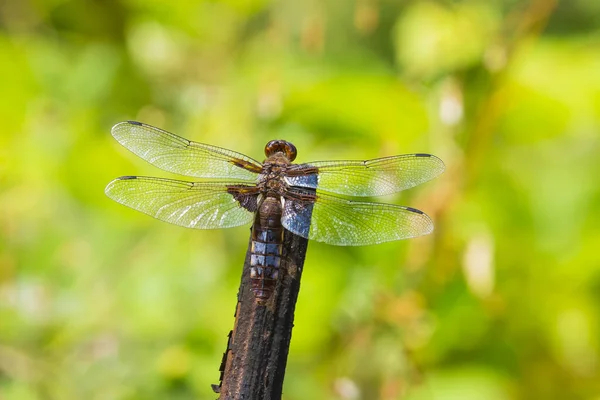 Closeup Perched Libellula Depressa Broad Bodied Chaser Broad Bodied Darter — Stock Photo, Image