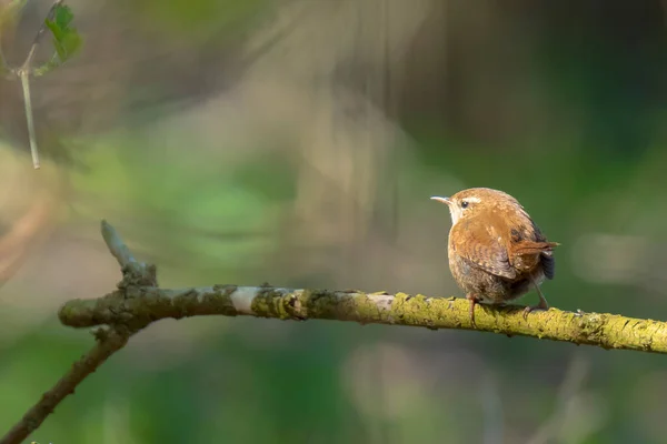 Euraziatische Winters Troglodytes Troglodytes Vogels Zingen Een Bos Tijdens Het — Stockfoto