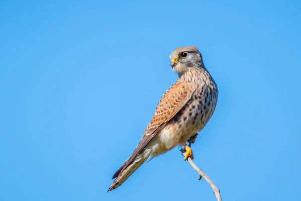 Dişi Bir Kestrel Falco Tinnunculus Yakın Plan Portresi Ağacın Tepesindeki — Stok fotoğraf
