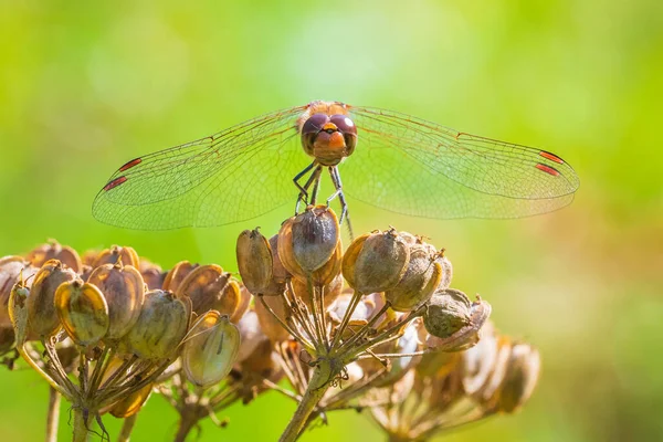 Sympetrum Vulgatum Vagabundierender Darter Oder Schnurrbärtiger Darter Von Vorne Flügel — Stockfoto