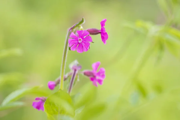 Nahaufnahme Der Rosafarbenen Blüten Von Silene Dioica Bekannt Als Roter — Stockfoto