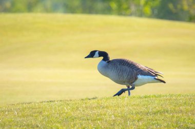 Kanada kazı Branta kanadensis 'e yakın çekim, yeşil bir çayırda yiyecek arıyor.