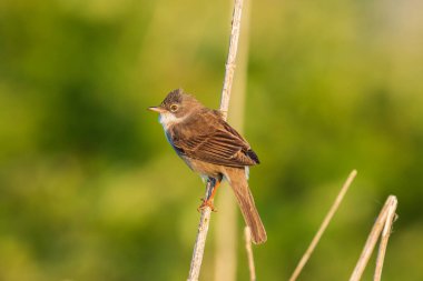 Beyazboğaz kuşu Sylvia Communis, yeşil bir çayırda yiyecek arıyor.