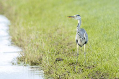 Gri balıkçıl, Ardea Cinerea, sulak alanda su kuşu avı.