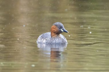 Biraz daha yaklaş, Tachybaptus Ruficollis, yüzme.