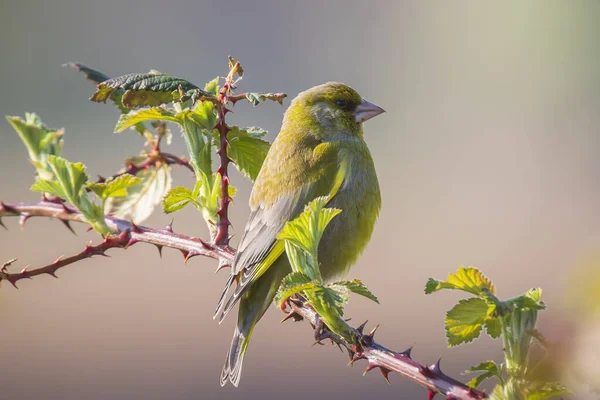 Colorido Pájaro Jilguero Chloris Chloris Cantando Primavera — Foto de Stock