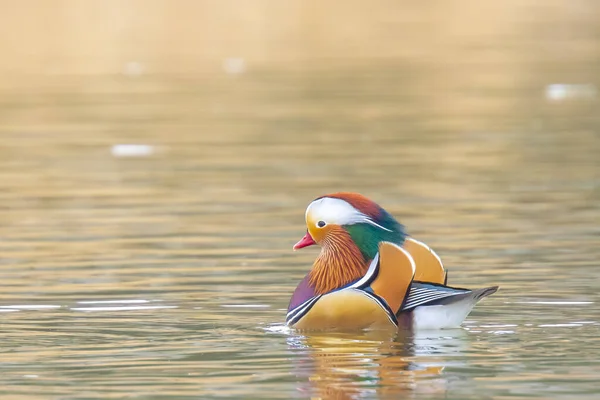 Großaufnahme Eines Mandarin Entenmännchens Aix Galericulata Das Mit Reflexion Wasser — Stockfoto