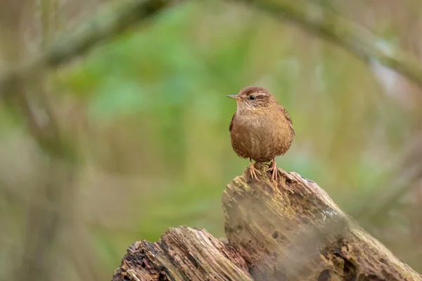 Gros Plan Oiseau Troglodytes Troglodytes Chantant Dans Une Forêt Pendant — Photo