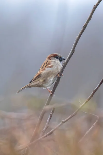 House Sparrow Bird Passer Domticus 헤지에서 먹이를 — 스톡 사진