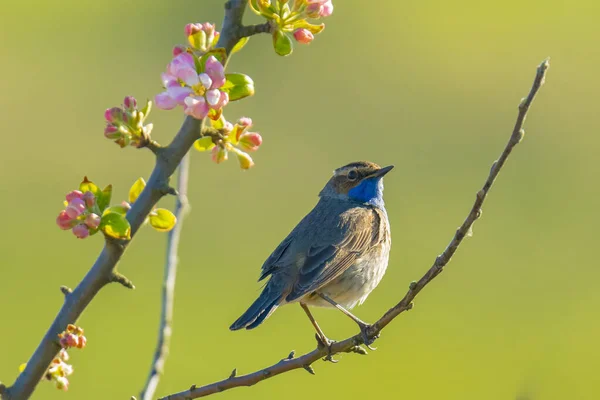 Ein Blaukehlchen Männchen Luscinia Svecica Cyanecula Singt Ein Weibchen Während — Stockfoto