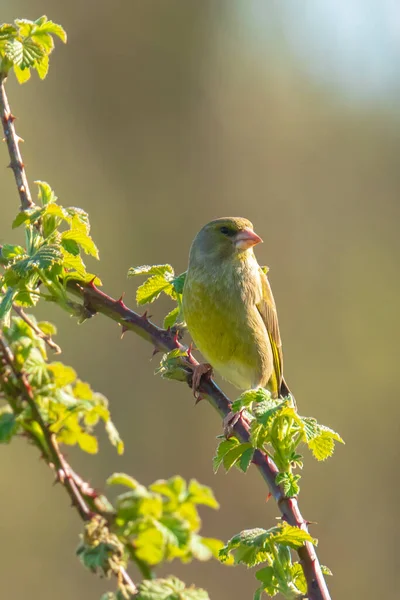 Barevný Pěnkavý Pták Chloris Chloris Zpívající Jaře — Stock fotografie