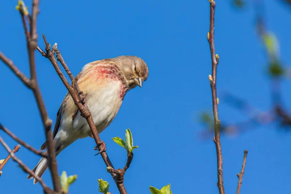 Portrait Rapproché Mâle Linnet Carduelis Cannabina Avec Une Poitrine Rouge — Photo