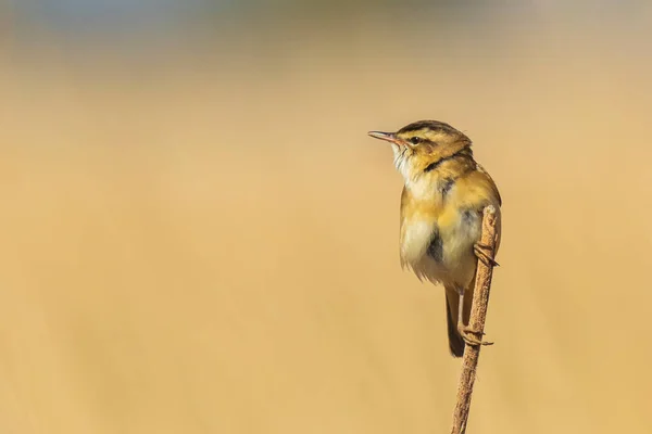 Trotamundos Acrocephalus Schoenobaenus Pájaro Cantando Cañas Durante Amanecer Temporada Primavera — Foto de Stock