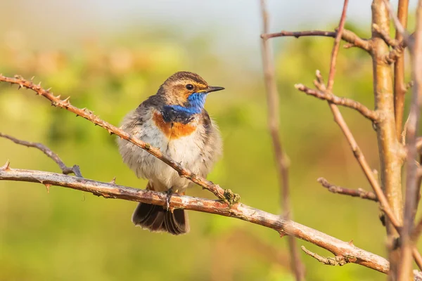 Blue Throat Bird Luscinia Svecica Cyanecula Singing Tree Attract Female — Stock Photo, Image