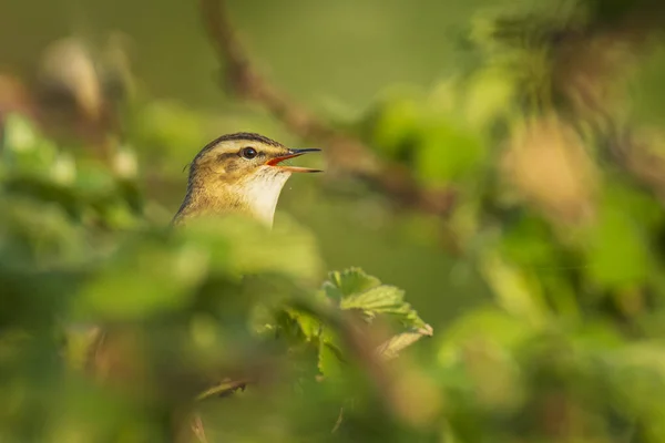 Närbild Sedge Warbler Fågel Acrocephalus Schoenobaenus Sjunga För Att Locka — Stockfoto