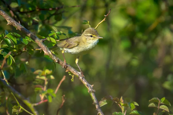 Close Willow Warbler Bird Phylloscopus Trochilus Singing Beautiful Summer Evening — Stock Photo, Image