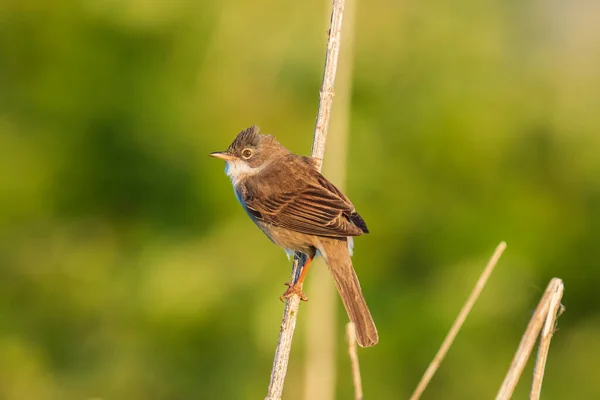 Primer Plano Pájaro Garganta Blanca Sylvia Communis Alimentándose Prado Verde —  Fotos de Stock