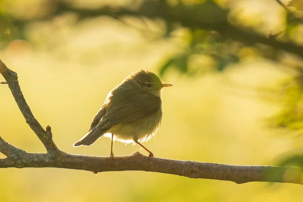 Primer Plano Pájaro Paja Común Phylloscopus Collybita Cantando Una Hermosa — Foto de Stock