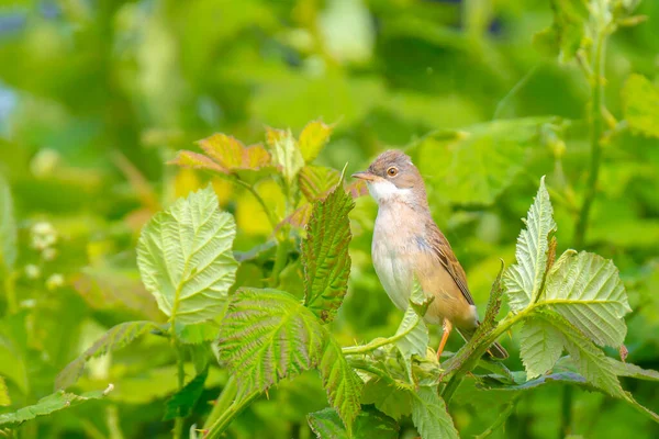 Primer Plano Pájaro Garganta Blanca Sylvia Communis Alimentándose Prado Verde —  Fotos de Stock