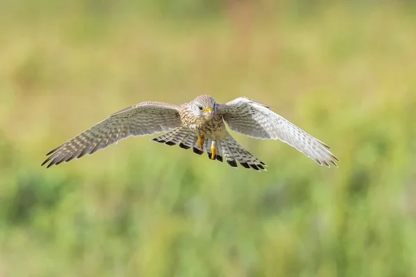 Retrato Cerca Cernícalo Común Femenino Falco Tinnunculus Caza Vuelo — Foto de Stock