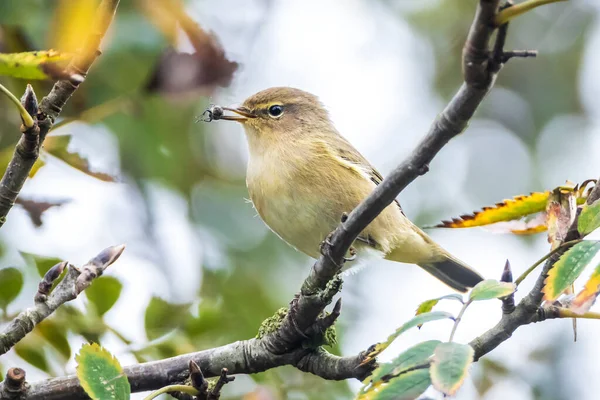 Yaygın bir chiffchaff kuşunun yakın çekimi Phylloscopus collybita, bir böcek yakaladı. Yeşil renkli arka planda yumuşak bir ışık.