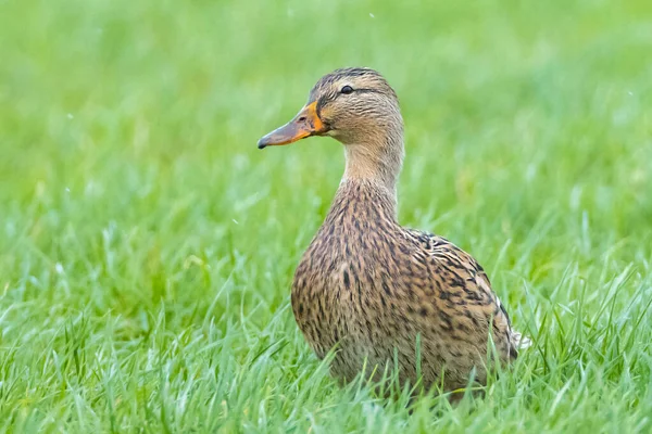 Female Mallard Dabling Duck Anas Platyrhynchos Standing Grass Proud Pose — Stock Photo, Image