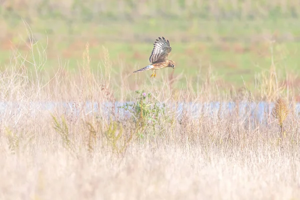 Gallina Hembra Harrier Circus Cyaneus Harrier Norte Cazando Sobre Prado — Foto de Stock