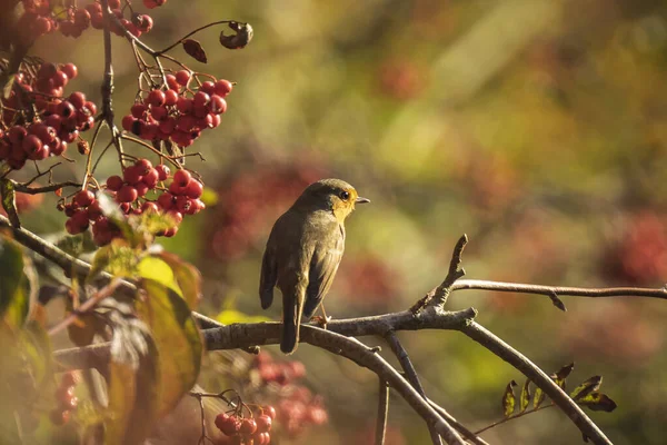 Närbild Europeisk Robin Erithacus Rubecula Fågel Vintern Fjäderdräkt Utfodring Apelsinbär — Stockfoto