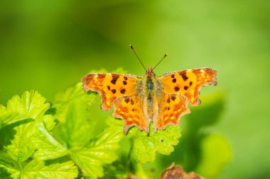 Virgül Kelebeği Polygonia c-albümü güneş ışığında otlakta dinleniyor. Kanatları açık, üst görünümü açık.