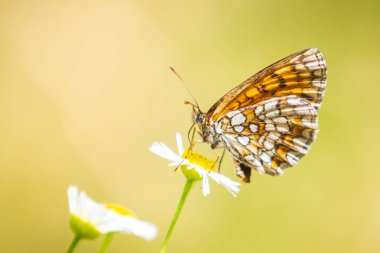 Heath fritillary kelebeği, melitaea athalia, çiçek tarlasında tozlaşma.