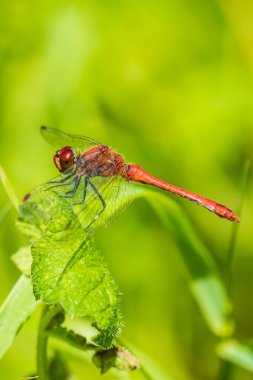 Sempetrum sanguineum dart oyuncusu, kırmızı renkli erkek, bitki örtüsünde asılı. Çayırda güneş ışığında dinleniyor..