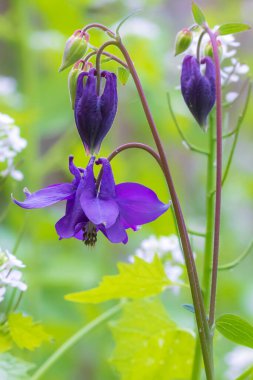 Aquilegia vulgaris 'in açan mor çiçekleri, Avrupa kolleksiyonu, sıradan kolumbin, ninenin uyku şapkası, Bahar mevsiminde ninenin şapkası..