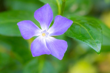 Vinca major, Apocynaceae familyasından büyük menekşe, büyük menekşe, büyük menekşe ve mavi menekşe çiçekleri ile birlikte Apocynaceae familyasından bir bitki türüdür.