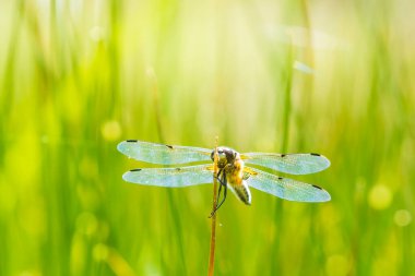 Dört noktalı kovalayıcının yakın çekimi, Libellula kuadrimaculata, ya da yeşil sazlıklarda dinlenen dört noktalı yusufçuk..