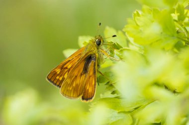 Yeşil bir yaprağın üzerinde dinlenen büyük bir kaptan Ochlodes Sylvanus Kelebeği..