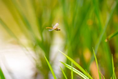Bir çayırda gün ışığında dinlenen lanet olası bir dart sempetrum sanguinyumunun yakın çekimi.
