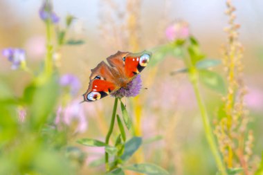 Aglais io, Tavuskuşu kelebeği renkli bir çiçek tarlasında tozlaşıyor. Üst manzara, kanatlar açık