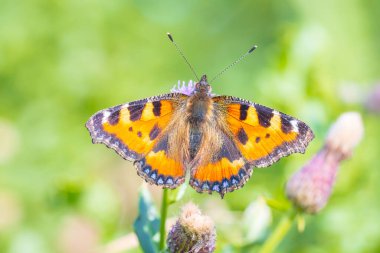 Küçük kaplumbağa kabuğuna yakın çekim, Aglais urticae, kelebek üst görünümü, açık kanatlar. Doğa tarafından izole edilmiş.