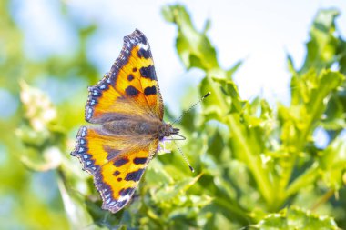 Küçük kaplumbağa kabuğuna yakın çekim, Aglais urticae, kelebek üst görünümü, açık kanatlar. Doğa tarafından izole edilmiş.