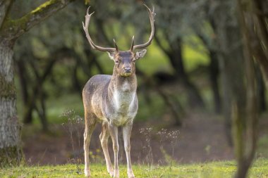 Çiftleşme mevsiminde Fallow deer Dama Dama erkek geyiği. Sonbahar güneşi ve doğa renkleri arka planda açıkça görülebilir..