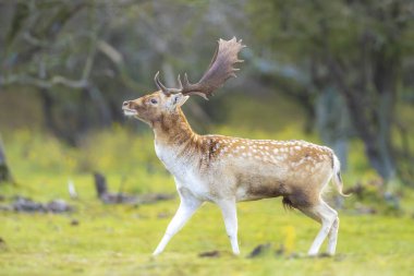 Çiftleşme mevsiminde Fallow deer Dama Dama erkek geyiği. Sonbahar güneşi ve doğa renkleri arka planda açıkça görülebilir..